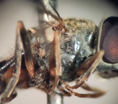 Platycheirus naso