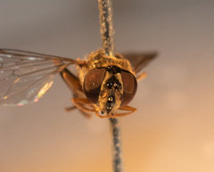 Platycheirus naso