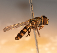 Platycheirus naso