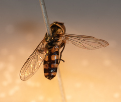 Platycheirus naso