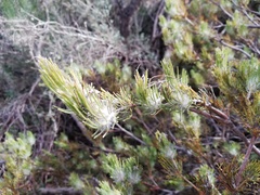 Adenanthos drummondii
