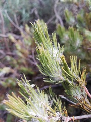 Adenanthos drummondii