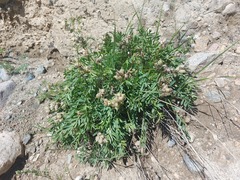 Oxytropis leucotricha