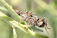 Lemidia subaenea