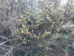 Adenanthos drummondii
