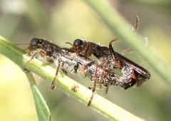 Lemidia subaenea