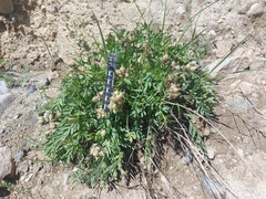 Oxytropis leucotricha