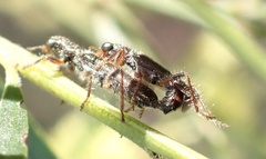 Lemidia subaenea