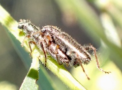 Lemidia subaenea