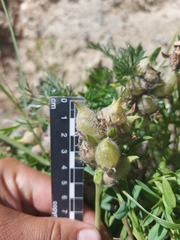 Oxytropis leucotricha