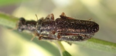 Lemidia subaenea
