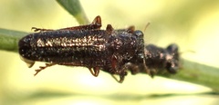 Lemidia subaenea