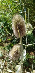 Dipsacus fullonum