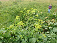 Xanthogalum tatianae