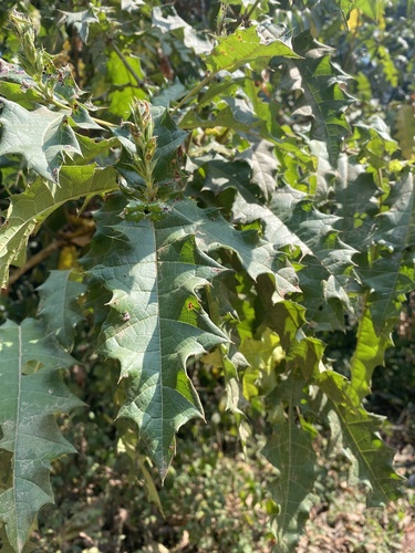 Acanthus polystachyus image