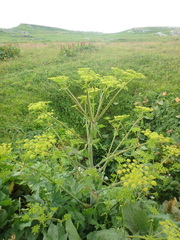 Xanthogalum tatianae