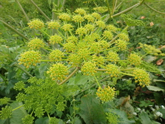 Xanthogalum tatianae