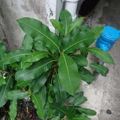 Ficus concinna