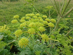 Xanthogalum tatianae