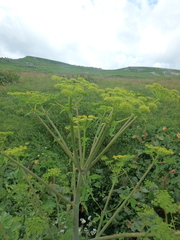 Xanthogalum tatianae