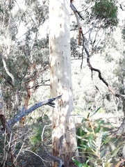 Eucalyptus accedens