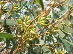 Eucalyptus accedens