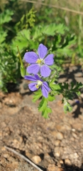 Erodium crinitum
