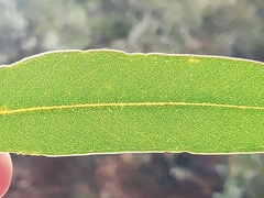 Eucalyptus accedens