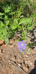 Erodium crinitum