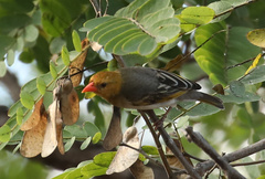 Anaplectes rubriceps rubriceps