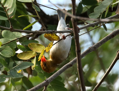 Anaplectes rubriceps rubriceps