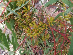 Eucalyptus accedens