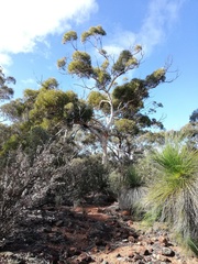 Eucalyptus accedens