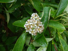 Cotoneaster frigidus