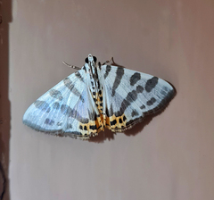 Pycnarmon abraxalis