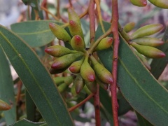 Eucalyptus accedens