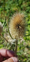 Dipsacus fullonum