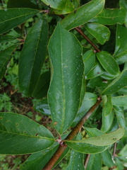 Cotoneaster frigidus