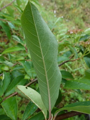 Cotoneaster frigidus