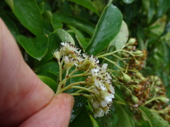 Cotoneaster frigidus
