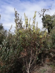 Banksia squarrosa