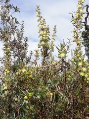 Banksia squarrosa