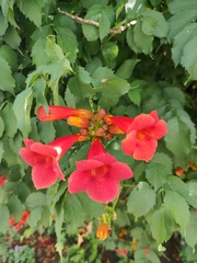 Campsis × tagliabuana