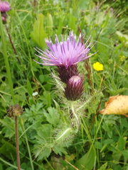 Cirsium simplex