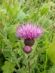 Cirsium simplex