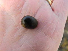 Littorina obtusata