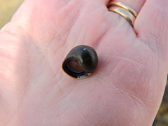 Littorina obtusata