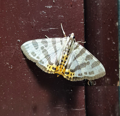 Pycnarmon abraxalis
