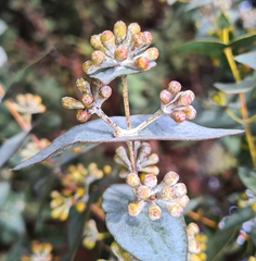 Eucalyptus risdonii