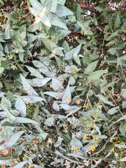 Eucalyptus risdonii